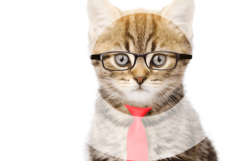 Katze mit Brille